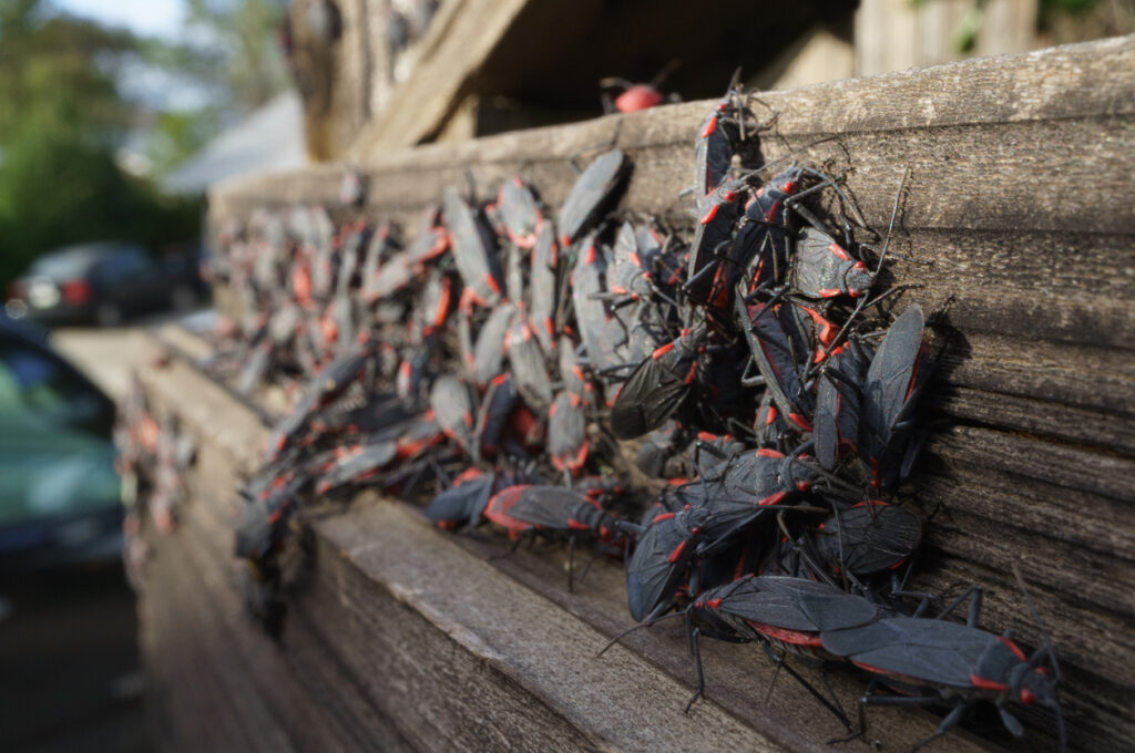 box elder bugs infestation