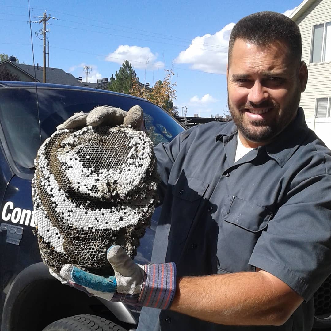 Wasp Control Methods Columbia Pest Control