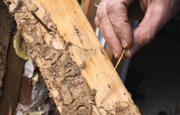 Termite Control